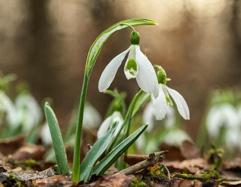 Perce-neige demande peu d'entretien