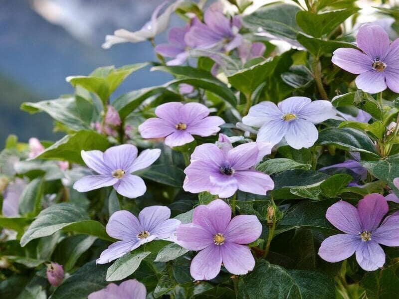 fleurs de Vinca (pervenche)