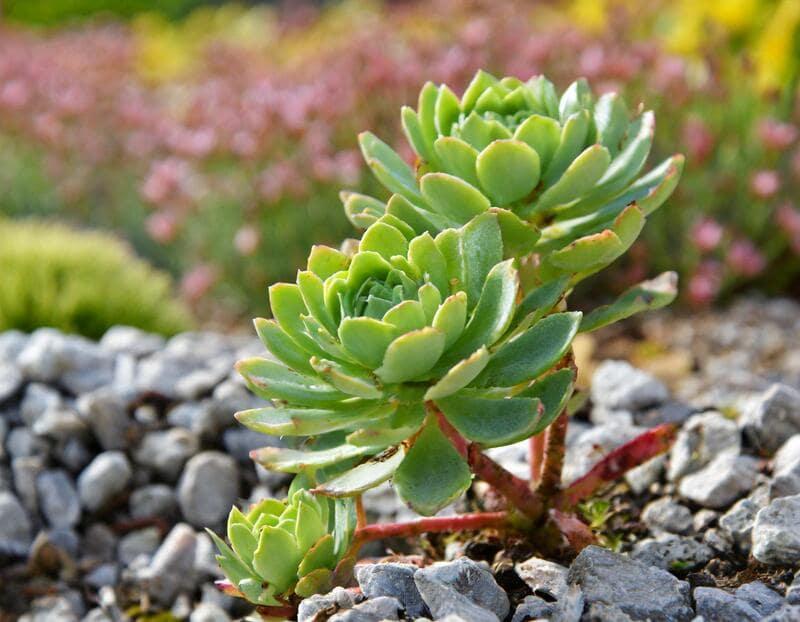 plante grasse Sedum